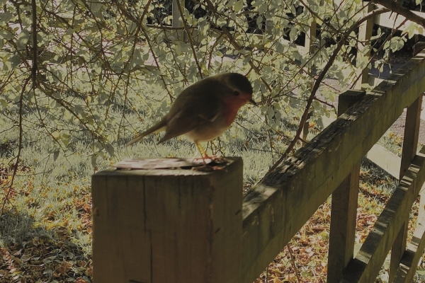 Image of a bird on a fence.