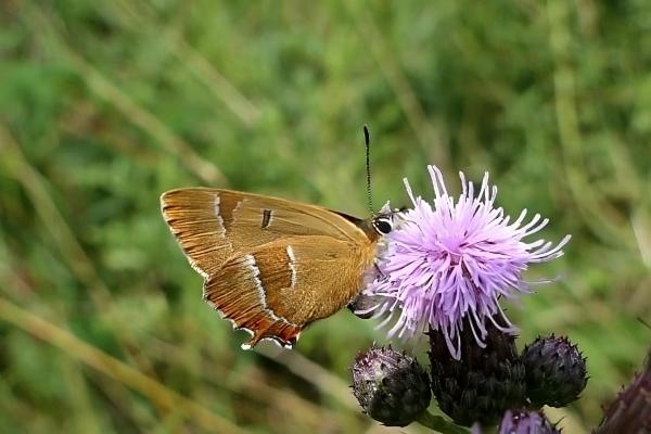 Picture of a brown hairstreak butterfly taken by Val Borrell of London Wildlife Trust