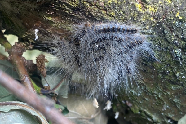 Caterpillar photo
