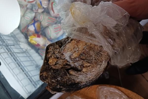 Head of an African bush pig found in John Food, Hayes