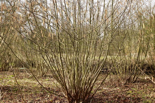 Hazel image