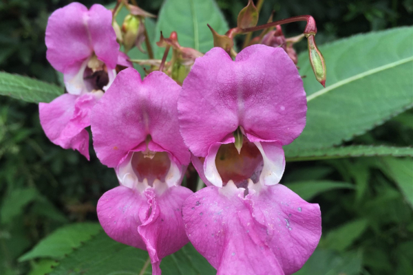 Image of a purple flower