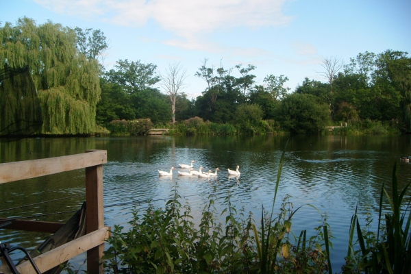 a lake with swans