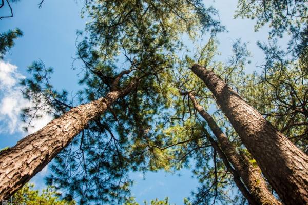 Photo looking up at tall trees.