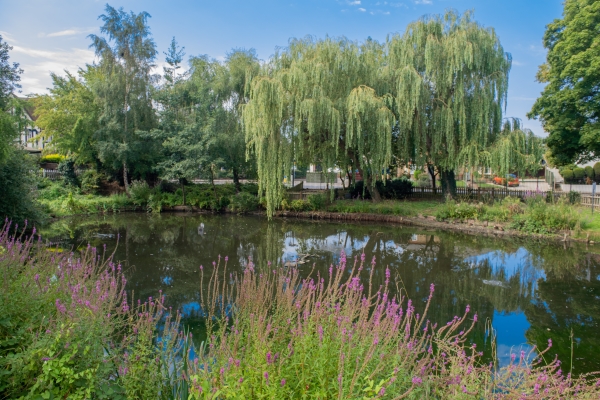 A small pond surrounded by trees and tall pink wildflowers under a clear blue sky.