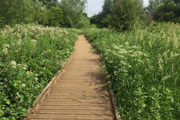 picture of wise lane