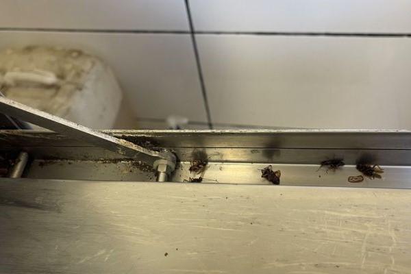 Cockroaches within the kitchen of restaurant