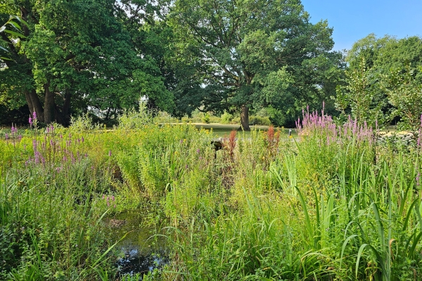 Image of flowers in a field