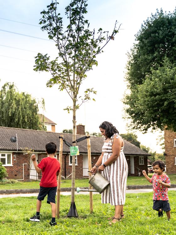 Woman planting a tree