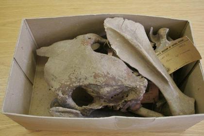 Prehistoric bones