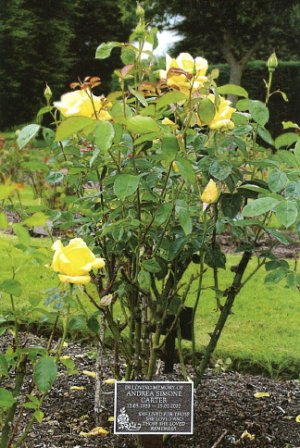 Photo of a yellow memorial rose at Breakspear Crematorium