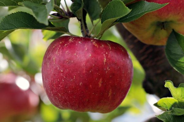 An apple in an apple tree
