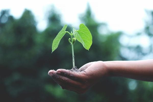 Climate change - A hand holding a plant
